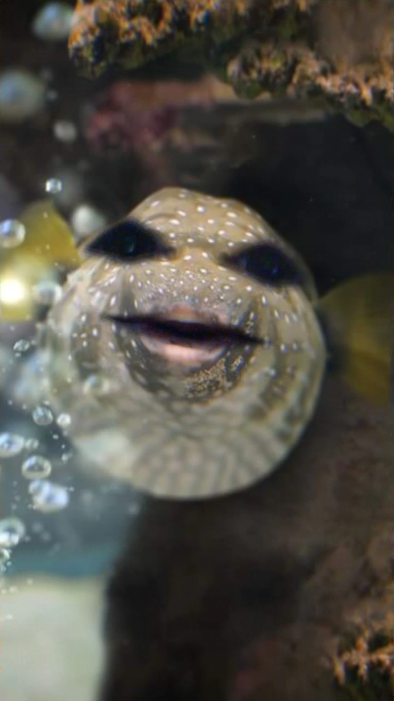 What Do The Fish Think??