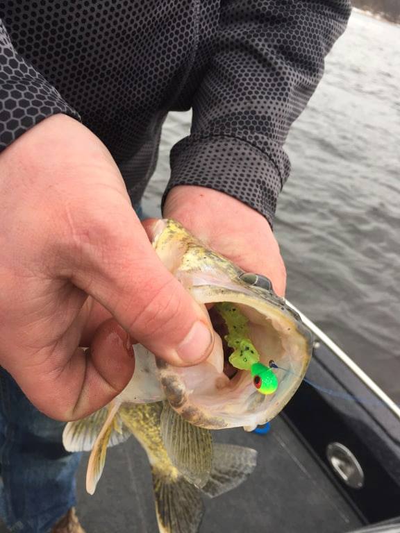 Ben Imhoff of Flambeau Forest Outfitters getting some eye's on the 4" Jig-Shots Crawler - Chartreuse Pepper!