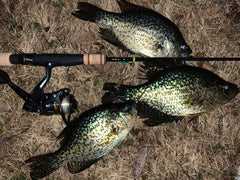 Panfish &amp; Trout Silver XP Series